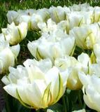 Tulip Bulbs “Exotic Emperor” 10 Bulbs