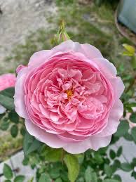 David Austin Rose “The Alnwick Rose” David Austin Rose “The Alnwick Rose”