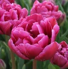 Tulip Bulbs “Margarita” Dbl Flowered, 10 Bulbs!