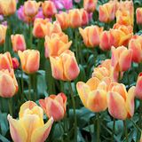 Tulip Bulbs “Apricot Fox” Dbl Flowered, 10 Bulbs!