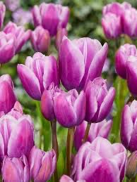 Tulip Bulbs “Purple Elegance Multi Stemmed” 10 Bulbs