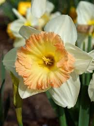 Daffodil “British Gamble” 10 Bulbs