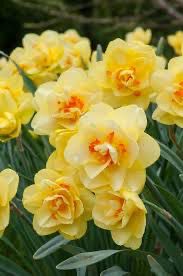 Daffodil “Tahiti” 10 Bulbs