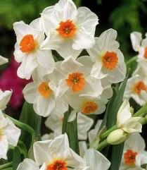 Daffodil “Geranium” (10 Bulbs)