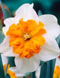 Daffodil “Parisienne” (10 Bulbs)