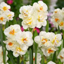 Daffodil “Winston Churchill” (10 Bulbs)