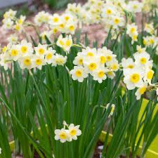 Daffodil “Minnow” (10 Bulbs)