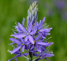 Camassia “Blue Melody” 10 Bulbs