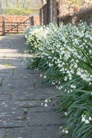 Leucojum “Gravetye Giant” 10 Bulbs