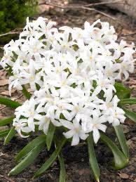 Chiondoxa “Alba” 10 Bulbs