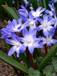 Chionodoxa “Forbesii” 20 Bulbs