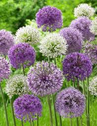 Allium Mix (5 Bulbs)
