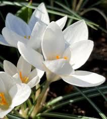Crocus “Ard Schenk” 10 Bulbs