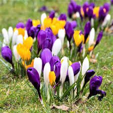 Crocus “Large Flower Mix” 10 Bulbs