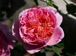 David Austin Rose “Boscobel” Grade 1, On Mutiflora Rootstock