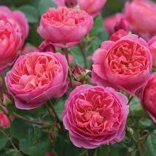 David Austin Rose “Boscobel” Grade 1, On Mutiflora Rootstock