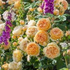 David Austin Rose “Crown Princess Margareta Climber” Grade 1, Bareroot, On Multiflora Rootstock