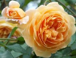 David Austin Rose “Crown Princess Margareta Climber” Grade 1, Bareroot, On Multiflora Rootstock