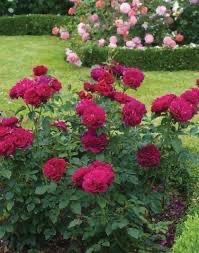 David Austin Rose “Darcey Bussell” Grade 1, Bareroot, On Multiflora Rootstock