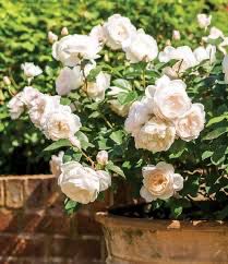 David Austin Rose “Desdemona” Grade 1, Bareroot, On Multiflora Rootstock