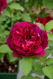 David Austin Rose “Darcey Bussell” Grade 1, Bareroot, On Multiflora Rootstock