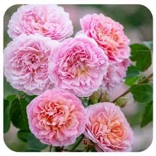 David Austin Rose “Eustacia Vye” Grade 1, Bareroot, On Multiflora Rootstock