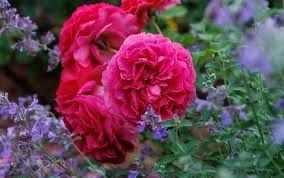 David Austin Rose “Gabriel Oak” Grade 1, Bareroot, On Multiflora Rootstock.