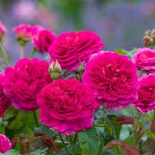 David Austin Rose “Gabriel Oak” Grade 1, Bareroot, On Multiflora Rootstock.