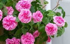 David Austin Rose “Gertrude Jekyll Climber” Grade 1, Bare root , On Multiflora Rootstock