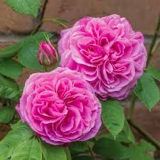 David Austin Rose “Gertrude Jekyll Climber” Grade 1, Bare root , On Multiflora Rootstock