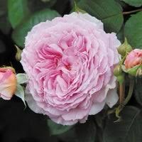 David Austin “James Galway Climber” Grade 1, Bareroot, On Multiflora Rootstock
