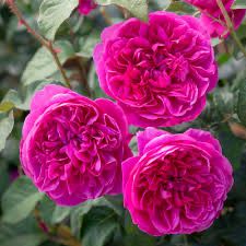 David Austin Rose “James L Austin” Grade 1, Bareroot, On Multiflora Rootstock