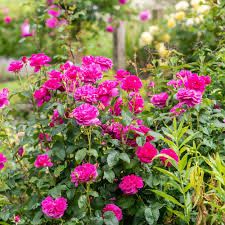 David Austin Rose “James L Austin” Grade 1, Bareroot, On Multiflora Rootstock