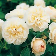 David Austin Rose “Lichfield Angel” Grade 1, Bare Root, On Multiflora Rootstock.