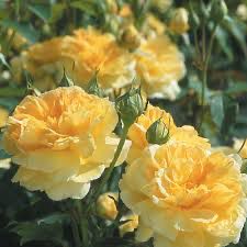 David Austin Rose “Molineux” Grade 1, Bare Root, On Multiflora Rootstock
