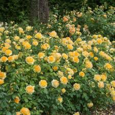 David Austin Rose “Molineux” Grade 1, Bare Root, On Multiflora Rootstock