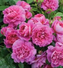 David Austin Rose “Princess Anne” Grade 1, Bare Root, On Multiflora Rootstock