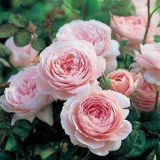 David Austin Rose “Queen Of Sweden” Grade 1, Bare Root, On Multiflora Rootstock.