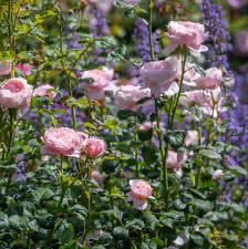 David Austin Rose “Queen Of Sweden” Grade 1, Bare Root, On Multiflora Rootstock.