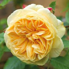David Austin Rose “Teasing Georgia Climber” Grade 1, Bare Root,