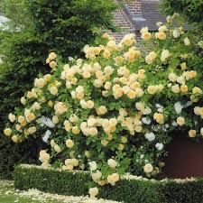 David Austin Rose “Teasing Georgia Climber” Grade 1, Bare Root,