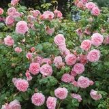 David Austin Rose “Strawberry Hill Climber” Grade 1, Bare Root, On Multiflora Rootstock.