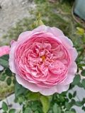 David Austin Rose “The Alnwick Rose” Grade 1, Bare Root, Multiflora Rootstock