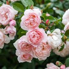 David Austin Rose “The Generous Gardener Climber” Grade 1, Bare Root, On Multiflora Rootstock.