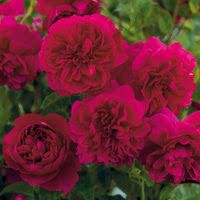 David Austin Rose “Thomas A Becket” Grade 1, Bare Root, On Multiflora Rootstock