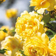 David Austin Rose “Poet’s Wife” Grade 1, Bare Root, On Multiflora Rootstock