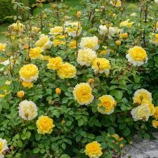 David Austin Rose “Poet’s Wife” Grade 1, Bare Root, On Multiflora Rootstock