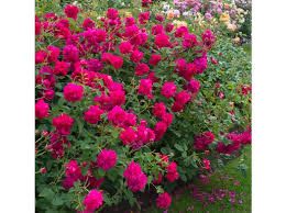 David Austin Rose “Thomas A Becket” Grade 1, Bare Root, On Multiflora Rootstock