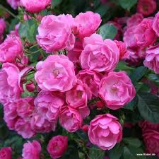 Kordes Rose “Angela” Grade 1, Bare Root, On Multiflora Rootstock.