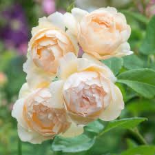 David Austin Rose “Wollerton Old Hall Climber” Grade 1, Bare Root, On Multiflora Rootstock.
